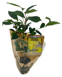 Theeplant & doosje Nederlandse groene thee citrus