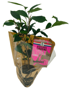 Theeplant & doosje Nederlandse groene thee gember 