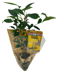 Theeplant & doosje Nederlandse groene thee kamille