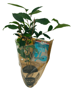 Theeplant & doosje Nederlandse groene thee Zeesla