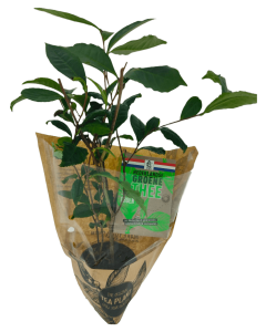 Theeplant & doosje Nederlandse groene thee