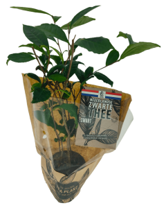 Theeplant & doosje Nederlandse zwarte thee