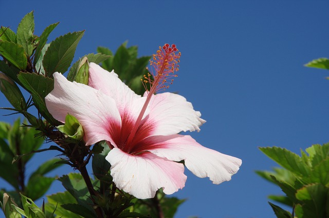 Hibiscus thee kopen