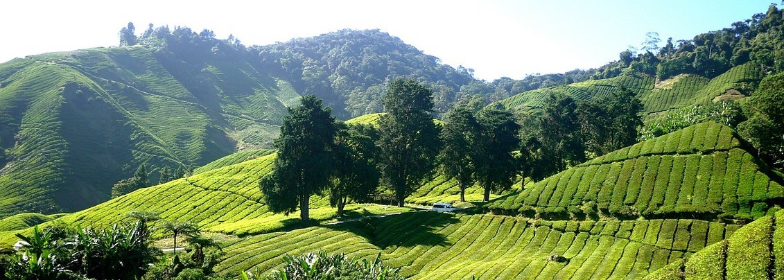 Pu-Erh Thee kopen